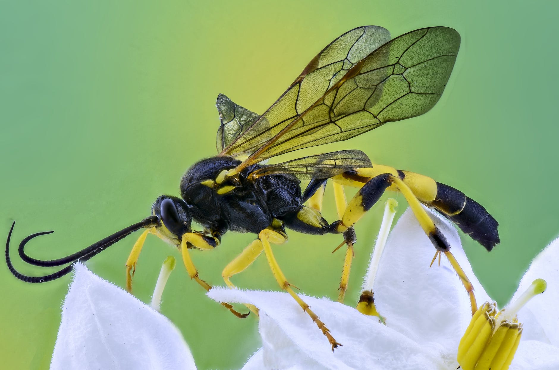 macro photography of wasp on flower