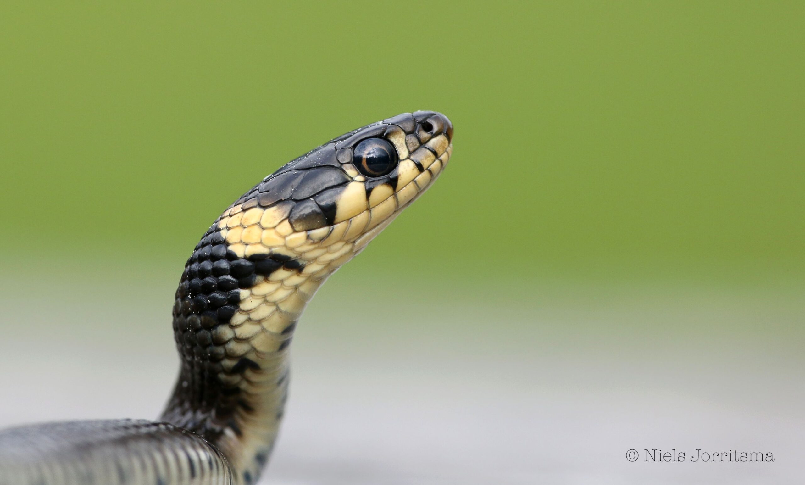 Natuurlijk Nederland door de lens van Niels en Jacob Jorritsma. 