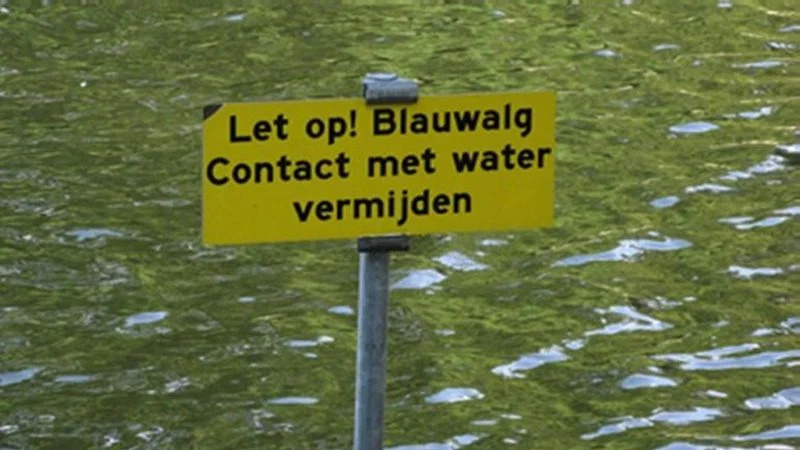 Blauwalg Streekbos, negatief zwemadvies uitgegeven