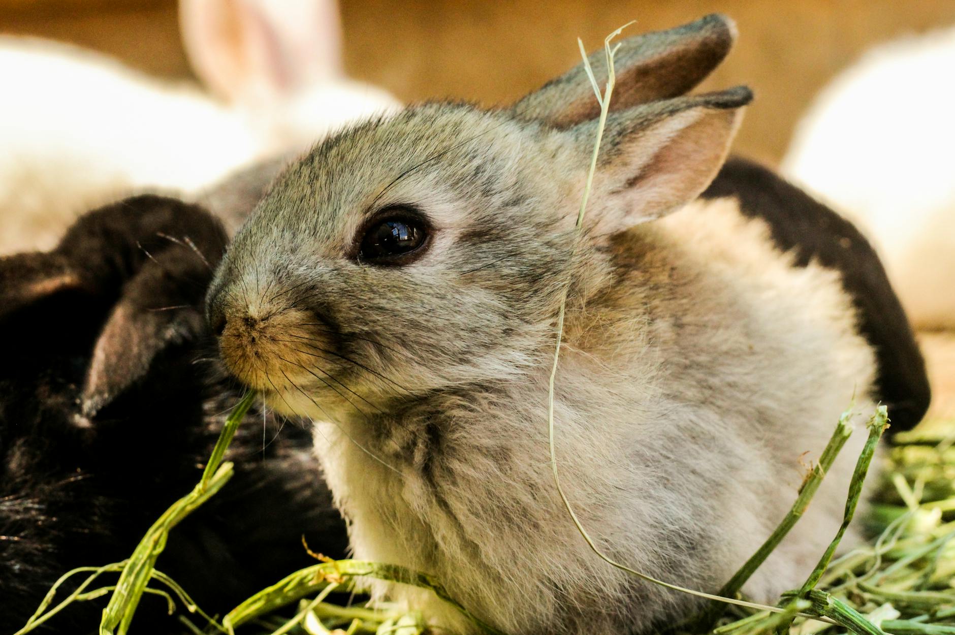 gray rabbit