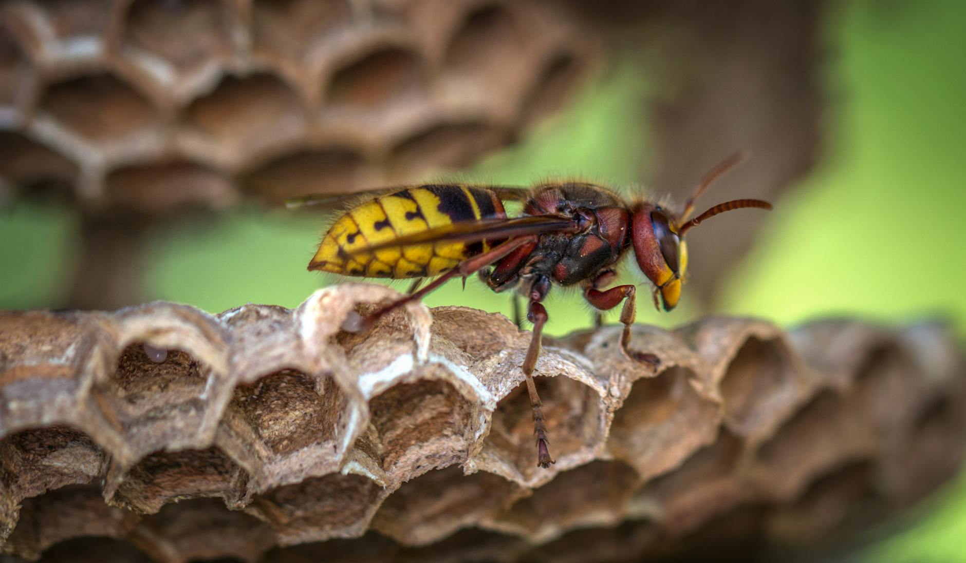 yellow jacket wasp on hive closeup photography