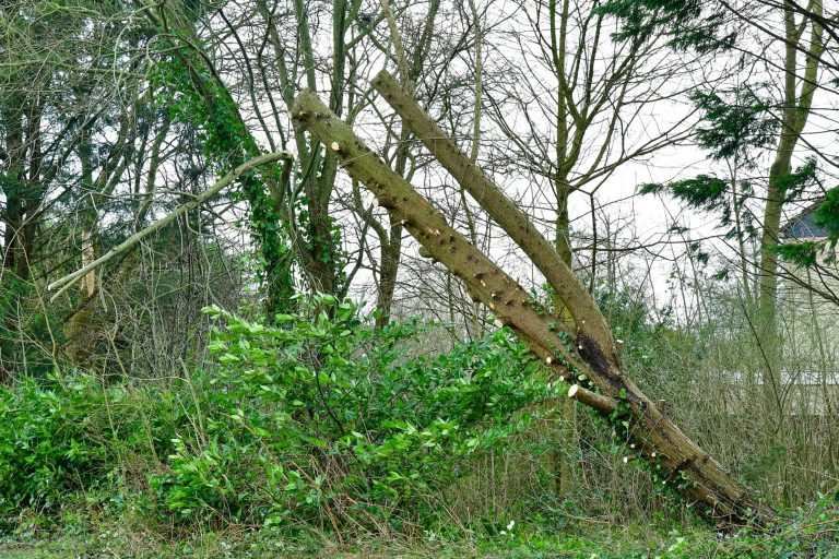 Enkhuizen roept inwoners op de Fixi-app te gebruiken bij meldingen over stormschade