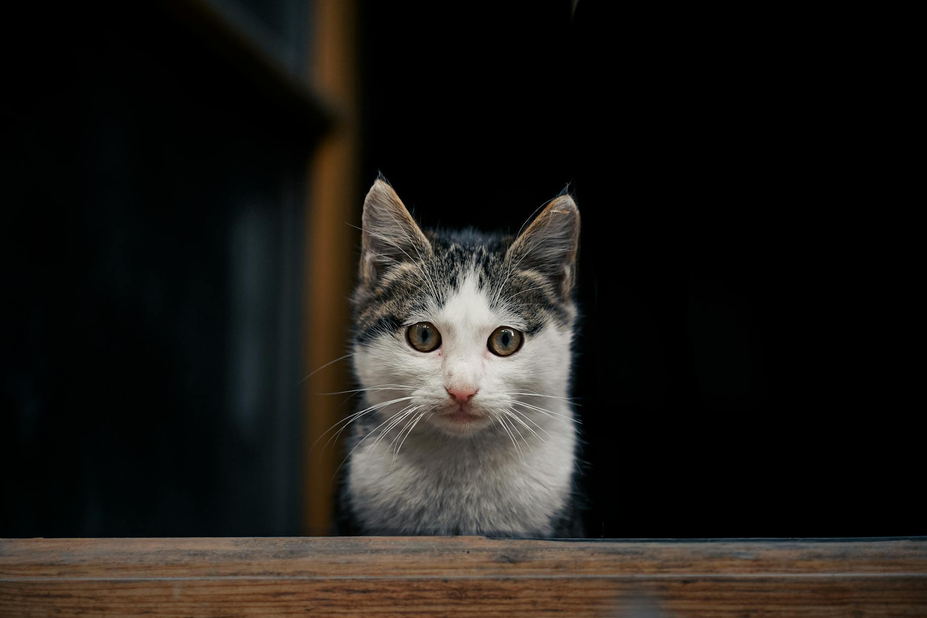 Dierenbescherming: ‘Laat oud en nieuw een feest zijn voor dier en mens’