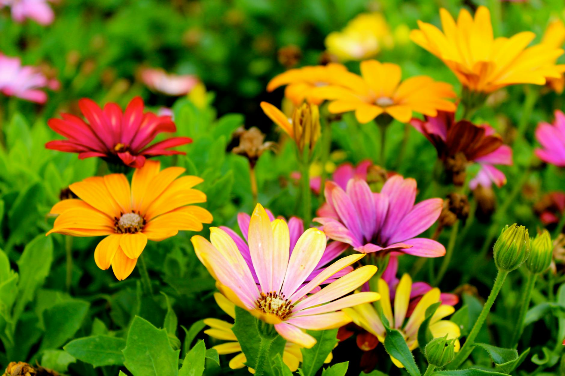 assorted color flowers